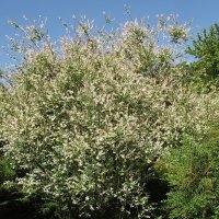 Куст :: Freddy 97