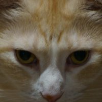 * :: Дмитрий Редьков