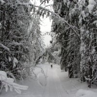 Зима снежная... :: Галина Полина