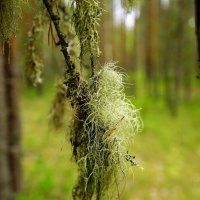 Про уснею... :: Николай Гирш