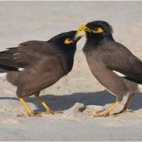 Обыкновенная майна :: Александр Григорьев Обыкновенная майна :: Александр Григорьев