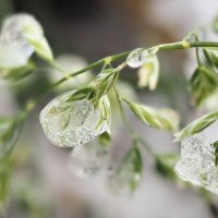 Дождь замерз на цветах? :: Мария К.