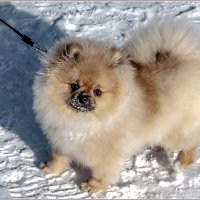 На солнышке... :: Aquarius - Сергей