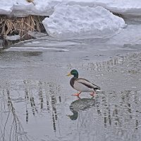 Без коньков шагаю смело! :: Валентина  Нефёдова 