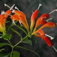 Жар-птица. :: Валентина Нефёдова Жар-птица. :: Валентина Нефёдова