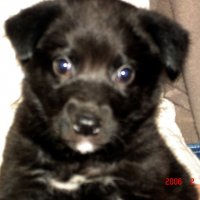 черныш :: Наталья Штанулина