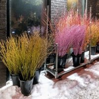 Вечерняя прогулка :: Veera V