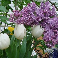 Сирень с тюльпанами :: Лидия Бусурина