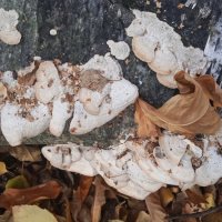 осеннее :: Елена Шаламова