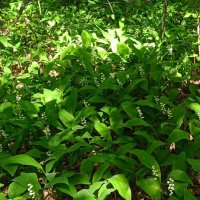 ландыши :: Елена Шаламова