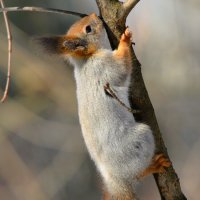 Белка :: Константин Анисимов