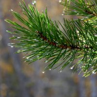 Капают дождинки. :: nadyasilyuk Вознюк