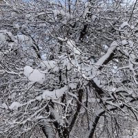 Снег, снежок... :: Рита Симонова