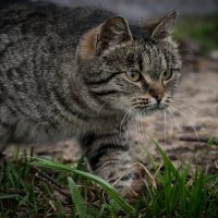 Из дикого леса дикая тварь :: Игорь Шевченко Из дикого леса дикая тварь :: Игорь Шевченко