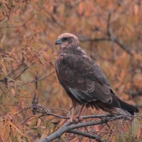 Western or Swamp Marsh Harrier :: Yudong Liu