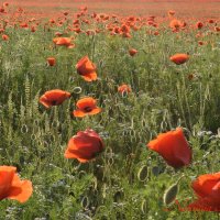 Природа Крыма :: Amazing Cosmea