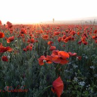 Природа Крыма :: Amazing Cosmea