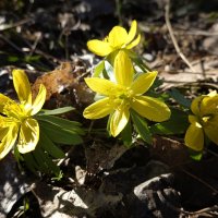Вестники весны!!! :: Галина 