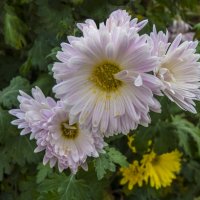 Бледно розовые хризантемы :: Валентин Семчишин