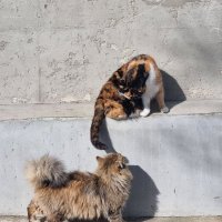 Непростые отношения... :: Наталья 