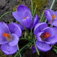 Завтра Весна... :: Надежда Куркина 