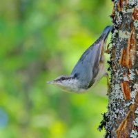 в лесу... :: Andrey Bragin в лесу... :: Andrey Bragin