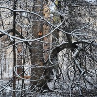 Дерево со скворечником :: Мария К.
