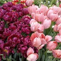 Репетиция весны :: Татьяна Тюменка