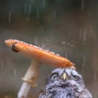 Под зонтиком... :: Валерий Кокорев