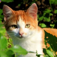 Кошечка :: жанна нечаева Кошечка :: жанна нечаева