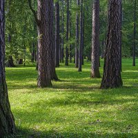Сосны. :: Александр Сосны. :: Александр