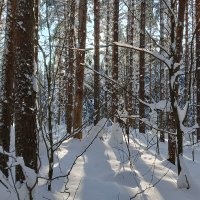 лучи солнца прорезались через деревья :: Владимир 