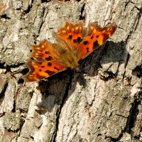 опять про бабочек...502 :: Александр Прокудин