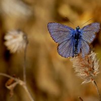 опять про бабочек...505 :: Александр Прокудин опять про бабочек...505 :: Александр Прокудин