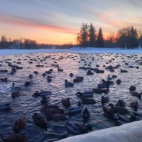 Утки на закате :: Сапсан 