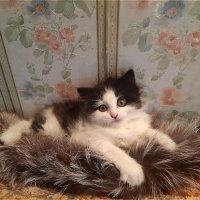 Такая милашка! :: Нина Андронова