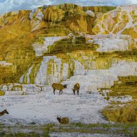 Йеллоустон :: Aleksey Afonin