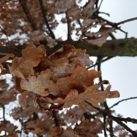 Последний день зимы в Москве (зарисовки неюного натуралиста) :: Андрей Лукьянов Последний день зимы в Москве (зарисовки неюного натуралиста) :: Андрей Лукьянов
