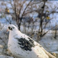 Белая голубка :: Андрей Хлопонин