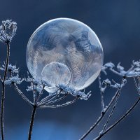 Шарик :: Андрей Пристяжнюк