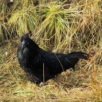 Висим :: Елена Шаламова