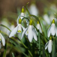 С первым днём Весны! :: Sergey (Apg)