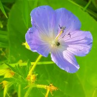 О весне. :: юрий Амосов