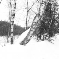 Мечты о ч/б Лейке 25. :: Михаил Елочкин