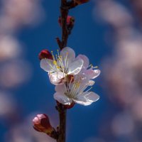 С первым днем весны! :: Наталья Димова