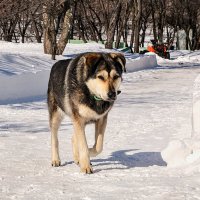 "Как бы не так" -  говорит взгляд Тихона ! Гони кусок колбасы,,,) :: Анатолий Колосов