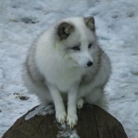 Белый песец :: Владимир Максимов