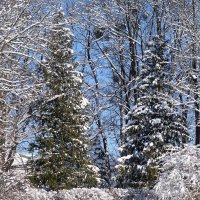 Зимние картинки :: Рита Симонова Зимние картинки :: Рита Симонова