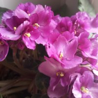 С ПЕРВЫМ ДНЕМ ВЕСНЫ! СЧАСТЬЯ,МИРА И ДОБРА! :: Елена Семигина