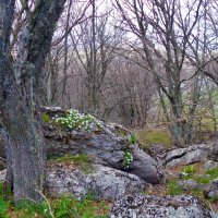 Очень хочется весны! :: Ольга 